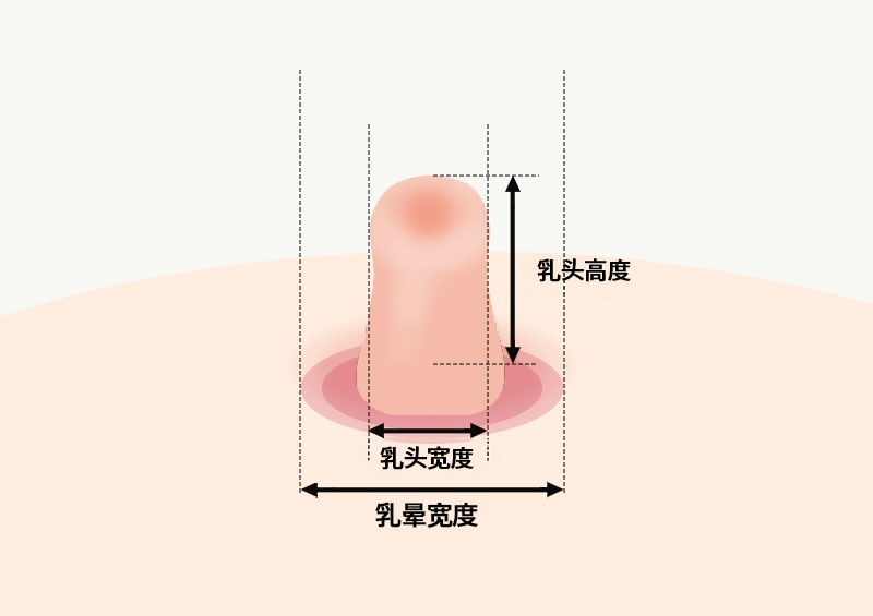 모델